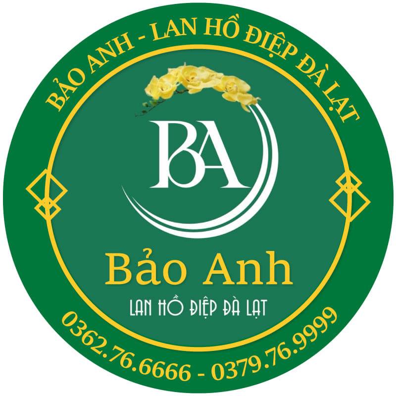 Lan Hồ Điệp Bảo Anh